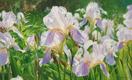 Irises