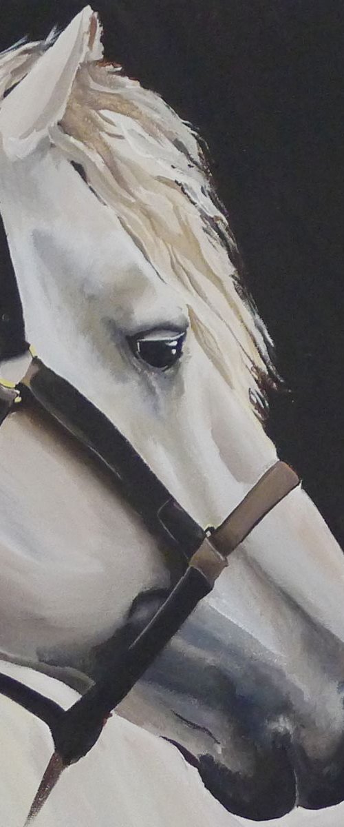 Grey Horse Portrait by Helen Sinfield