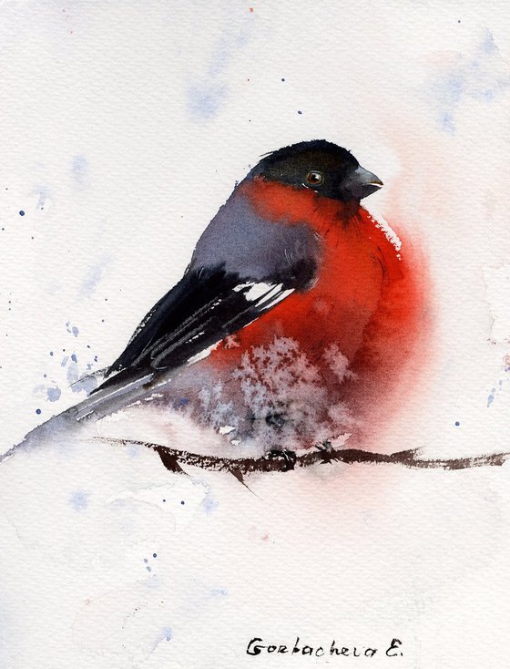 Bullfinch #2