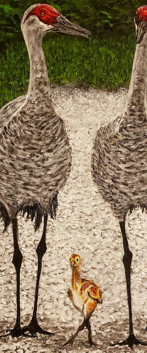 Sandhill Crane Family by Robbie Potter