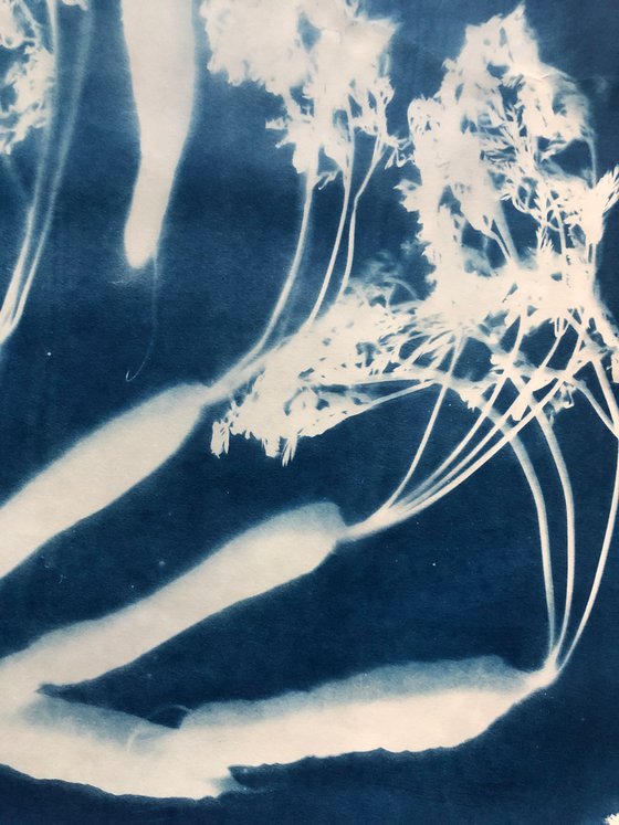 All Directions- cyanotype