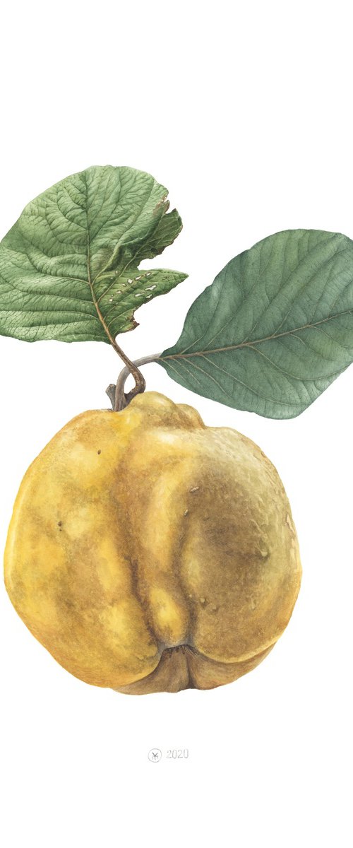 Funny Quince by Yuliia Moiseieva