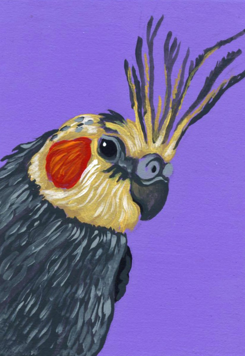 ACEO ATC Original Miniature Painting Cockatiel Pet Bird Art-Carla Smale by carla smale