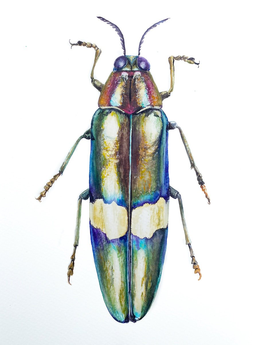 Radiant Majesty: Chrysochroa Edwardsi Beetle by Tetiana Savchenko