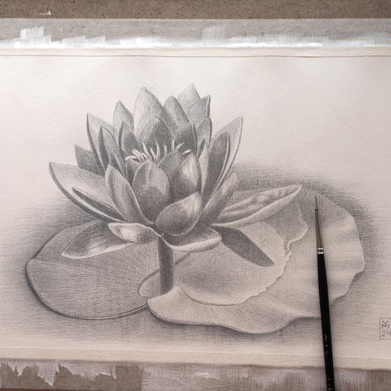 Water Lily