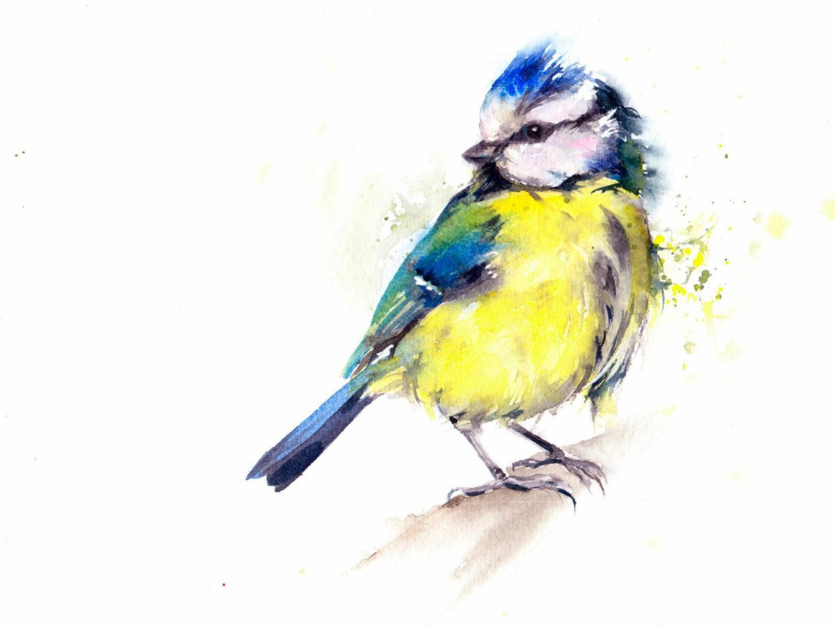 Blue Tit - Original Watercolour Painting by Anjana Cawdell