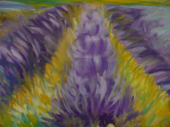 Lavender Fields 2025