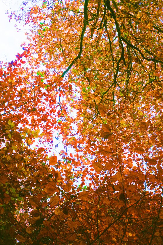 Autumn leaves - A4