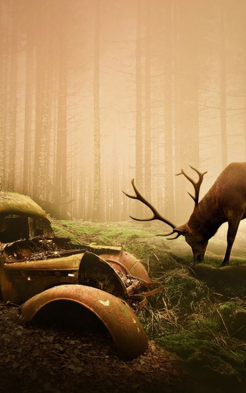 Autumn Deer by Tom Harris