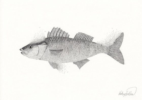 Fish - Ink drawing on paper