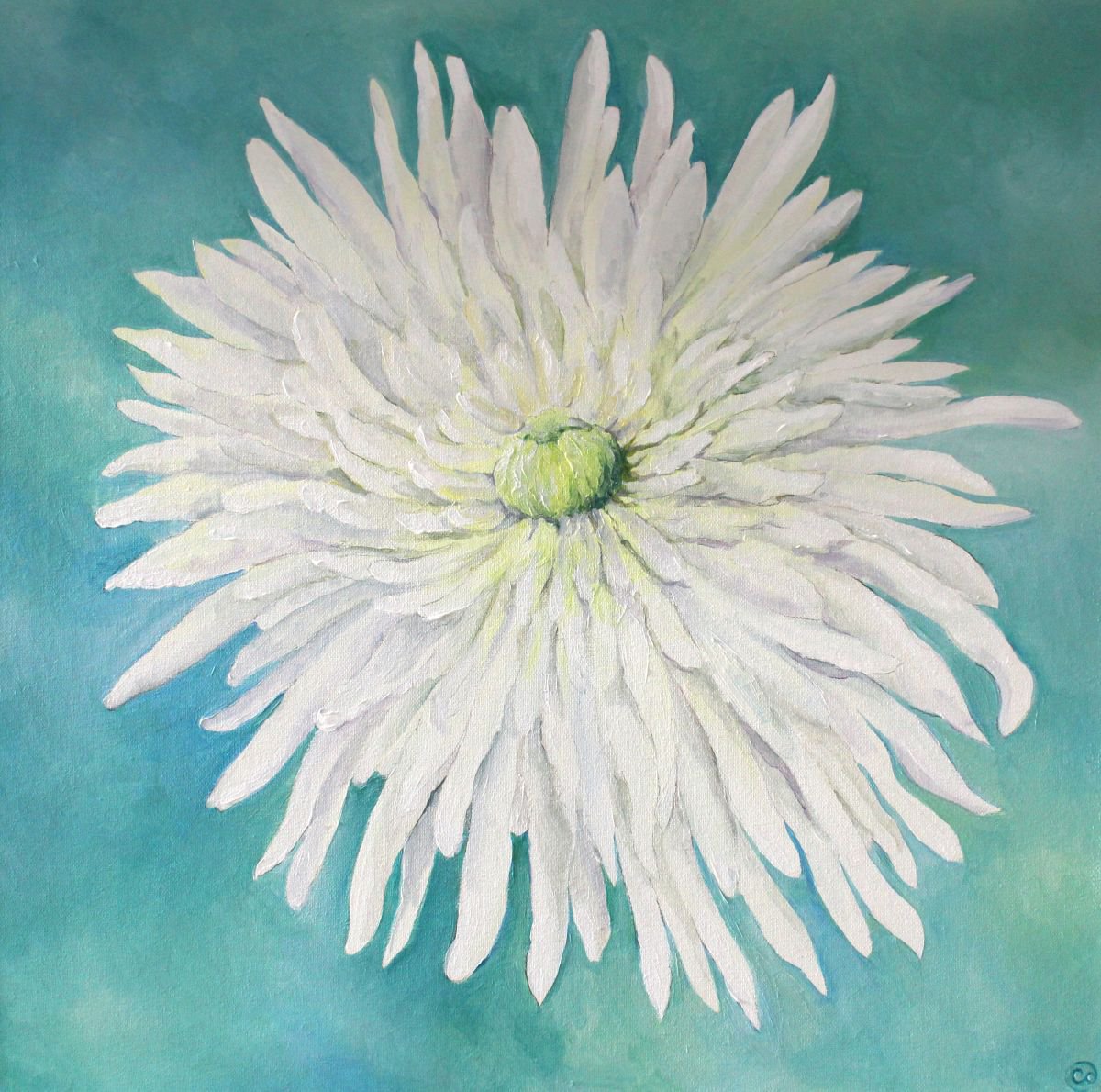 White Chrysanthemum by Charlie Davies