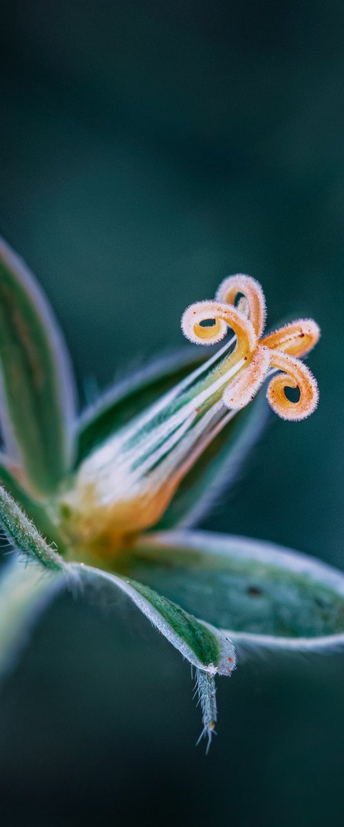 Blues by Inna Etuvgi