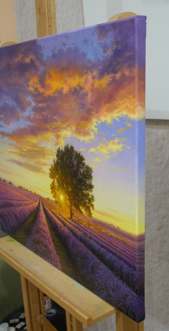 Lavender evening