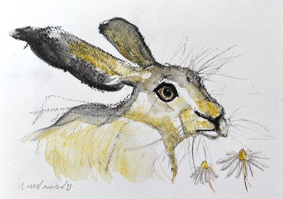 Daisy Hare #08