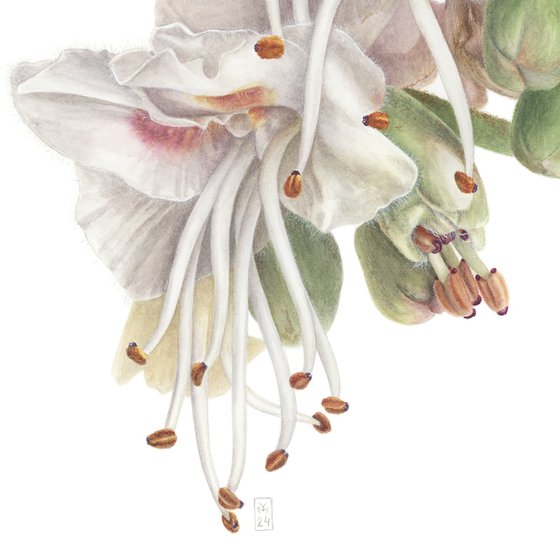 Macro of Chestnut Flower