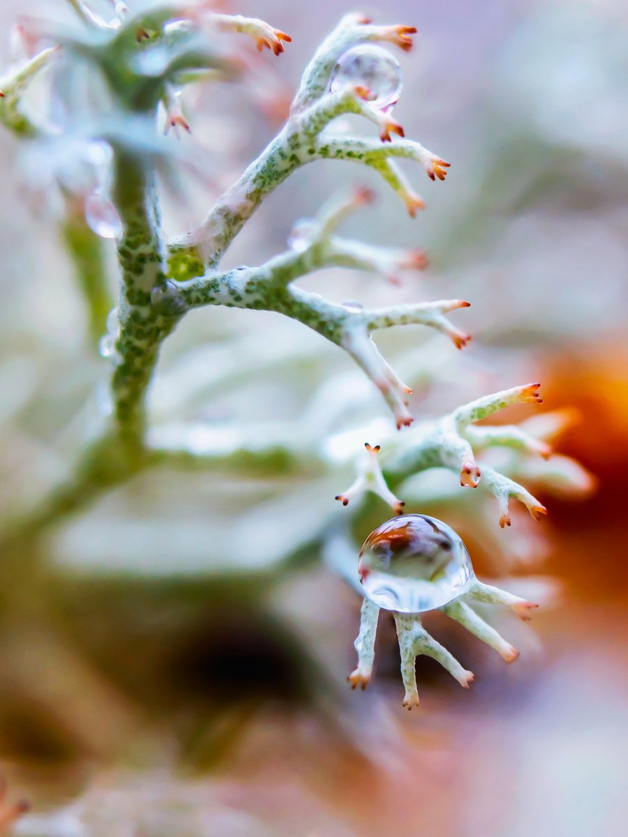 Surrealistic Botanical Photograph By Inna Etuvgi, 13 X 17, The Silent Eye, Original Artwork