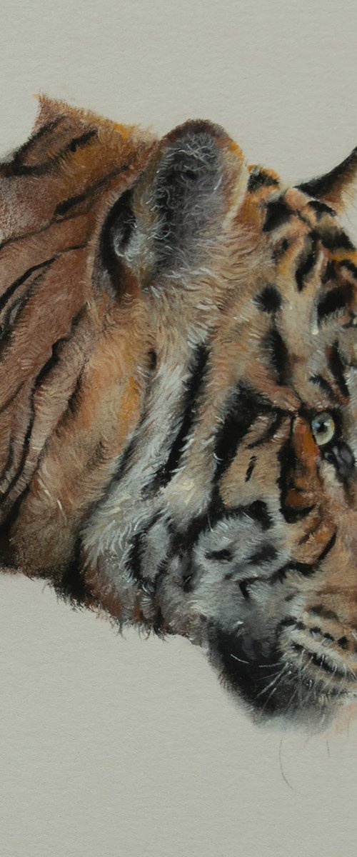 Tiger Portrait by Matt Foy
