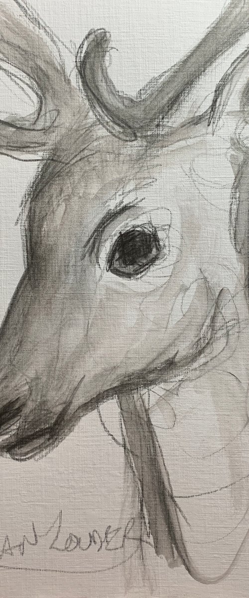 The Deer - Wildlife by Ryan  Louder