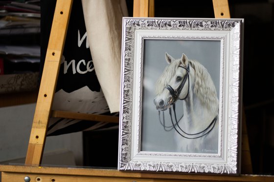 Maximus White Andalusian horse