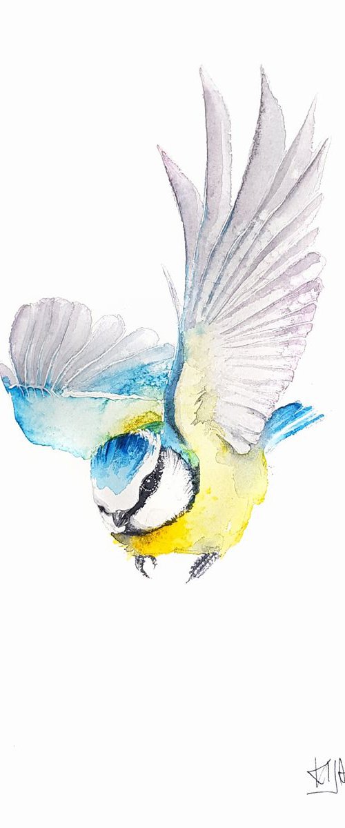 Flying Blue Tit,  birds, wildlife watercolours by Karolina Kijak