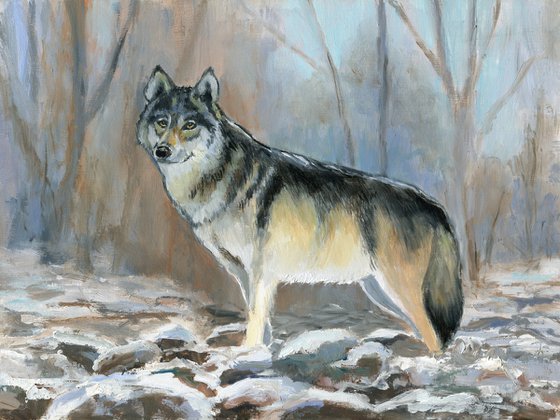 Winter wolf in snowy forest scene