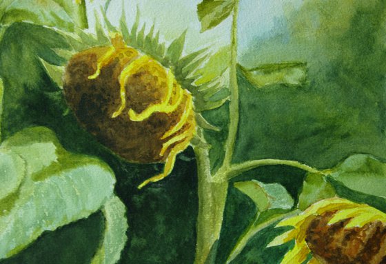 Sunflowers