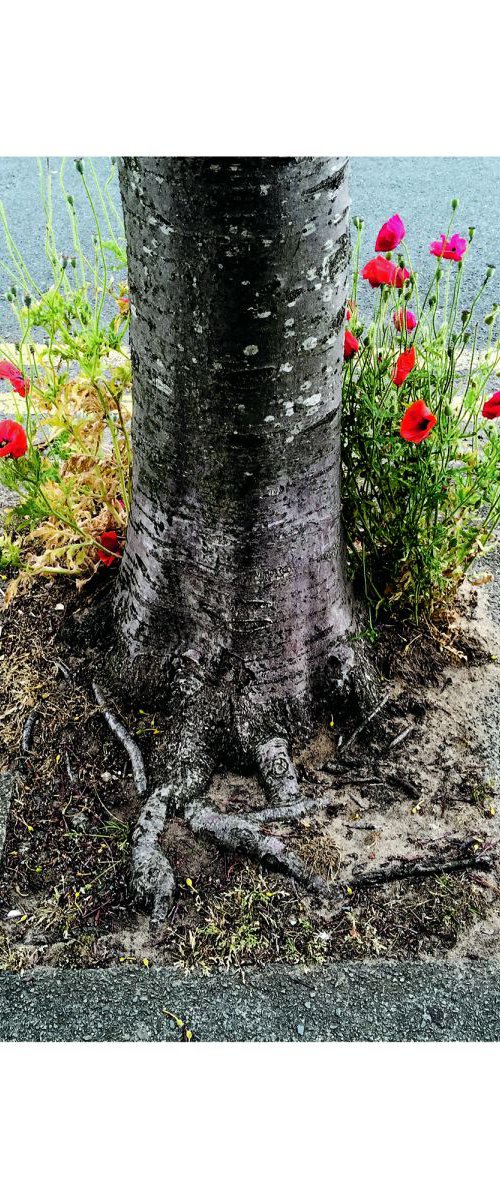 Urban poppies by Steve Deer