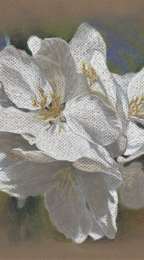 SPRING BLOSSOMS by Nives Palmić