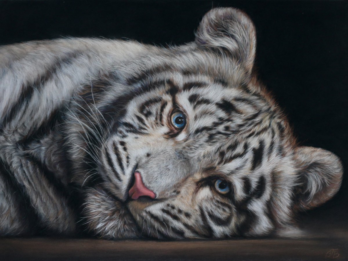 White Tiger cub Pastel drawing by Tatjana Bril | Artfinder