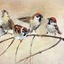 Battle The Sparrows - Sparrow Bird Watercolor | Artfinder