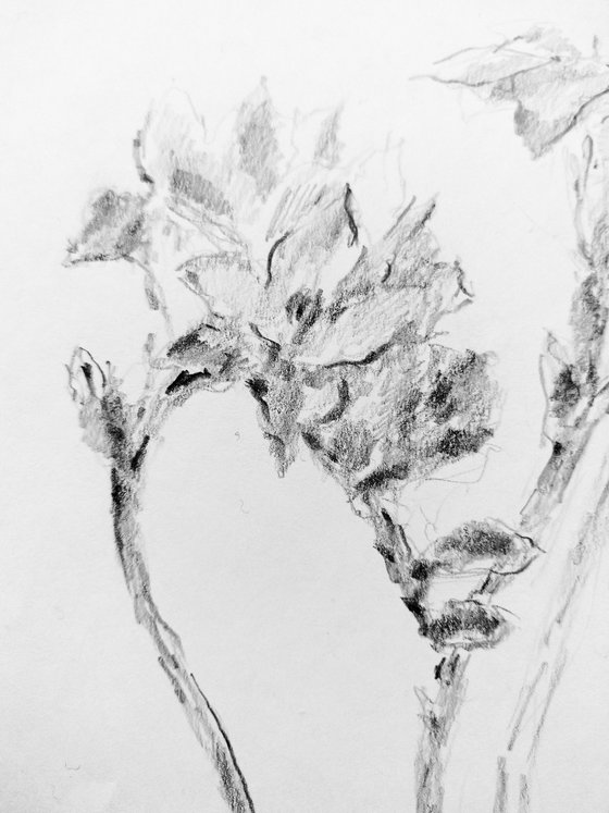 Freesias #5. Original pencil drawing.