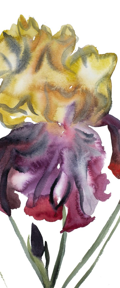 Iris No. 119 by Elizabeth Becker