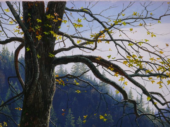 Under the old maple tree