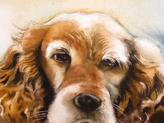 Cocker Spaniel watercolor