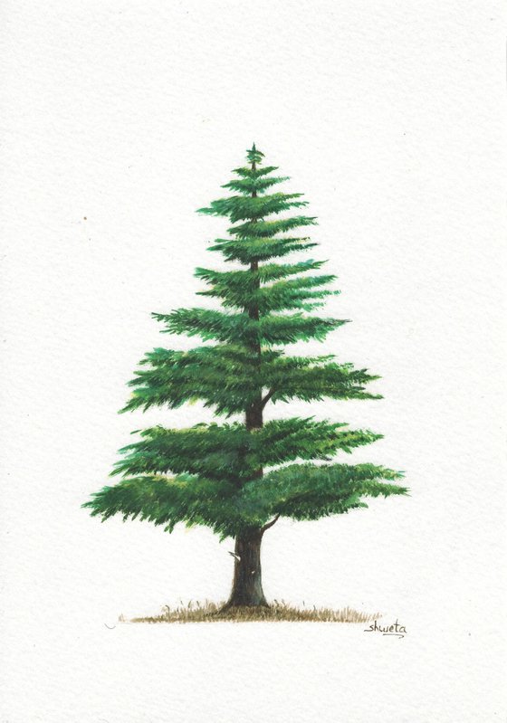 Himalayan Cedar Tree