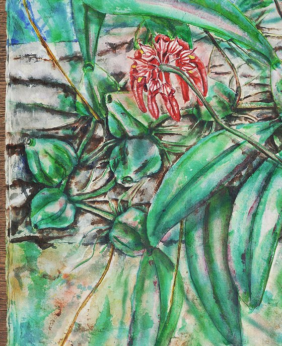 Cirrhopetalum, colour, Wild Orchids of Asia