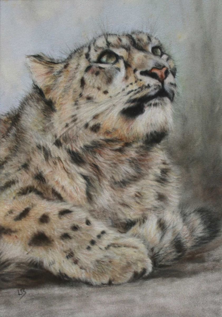 Snow Leopard by Lauren Bissell
