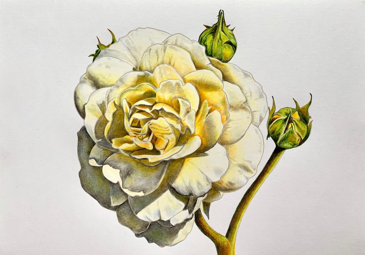 Photorealistic Pencil Drawing , Cream Rose By Karen Elaine Evans, 17 X 12, Artwork For Sale On Artfinder