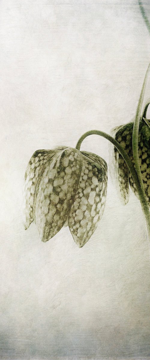 TWO FRITILLARIA by SARAH PARSONS