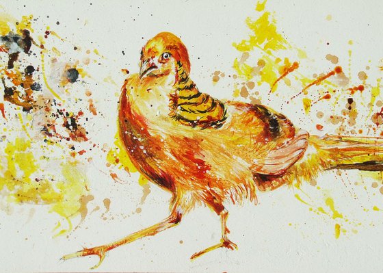 Original Watercolour painting of Ghigi Pheasant