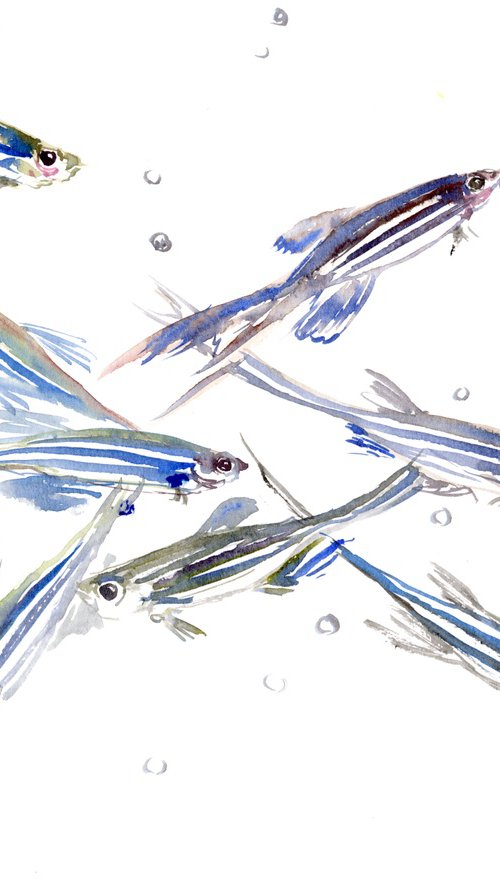 Danio, Zebrafish Aquarium art by Suren Nersisyan