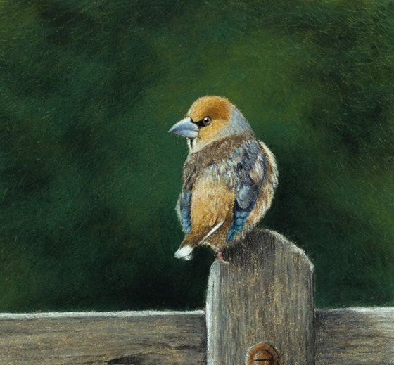 Original pastel drawing "Hawfinch"