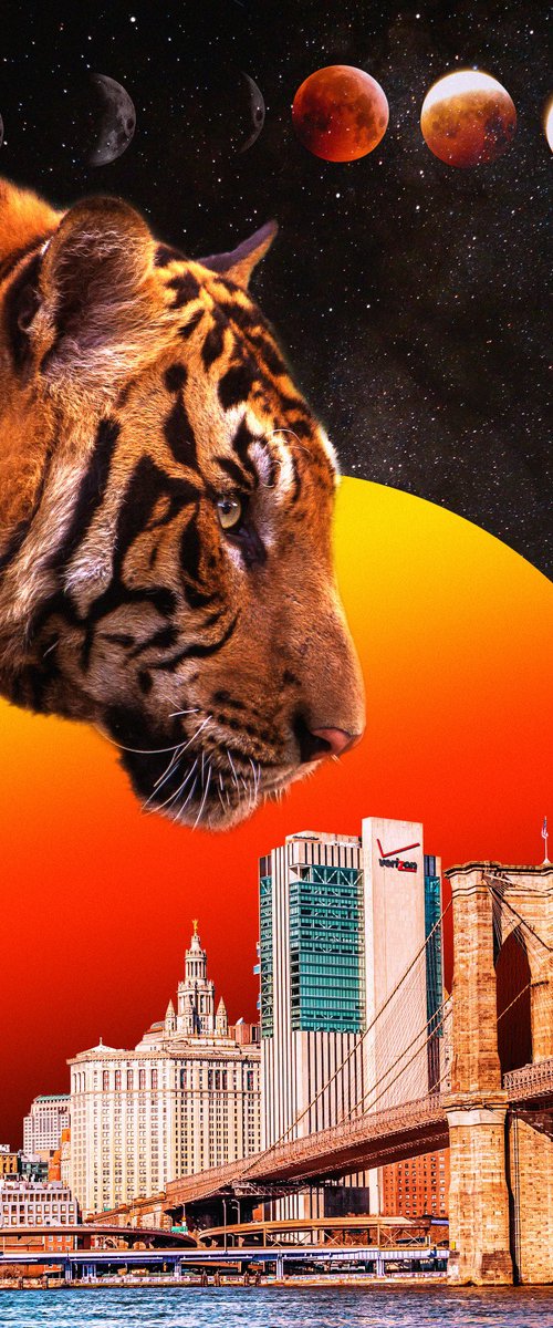 Tiger Tiger by Darius Comi