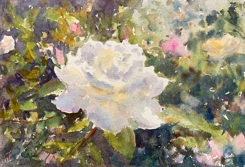 White rose by Shelly Du