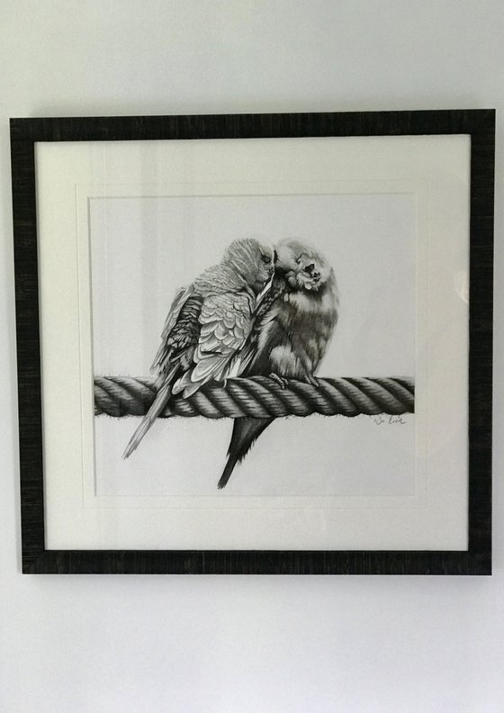 Kiss Me Budgie Charcoal Drawing