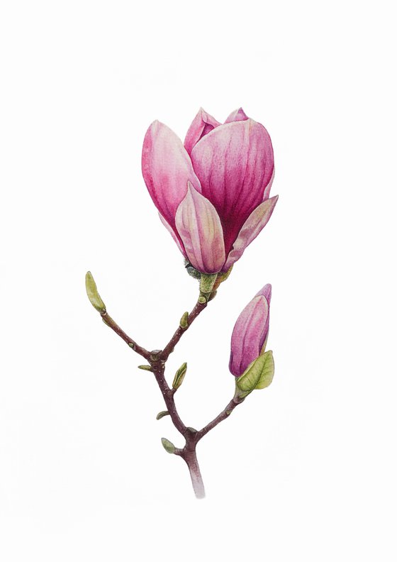 Magnolia blossom. Opening of the flover. Original watercolor artwork.