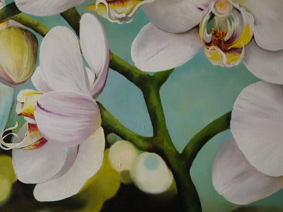 White Orchids Floral