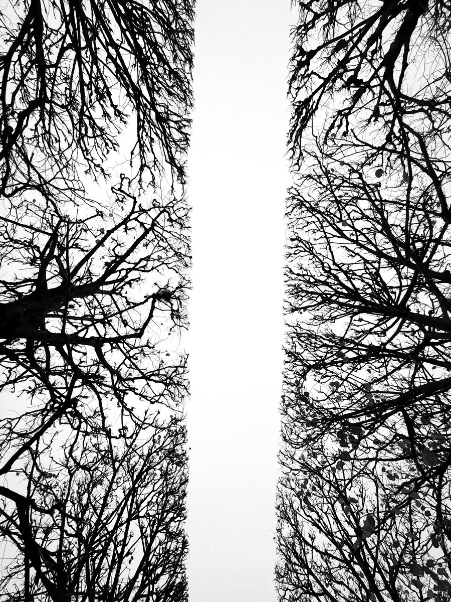 Urban And Pop Photograph , Branches Of Silence By Gilliard Bressan, 20 X 28, Artwork For Sale On Artfinder