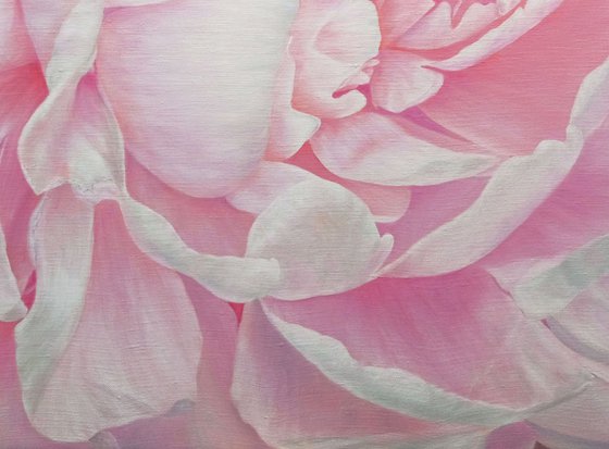 Divine Peony