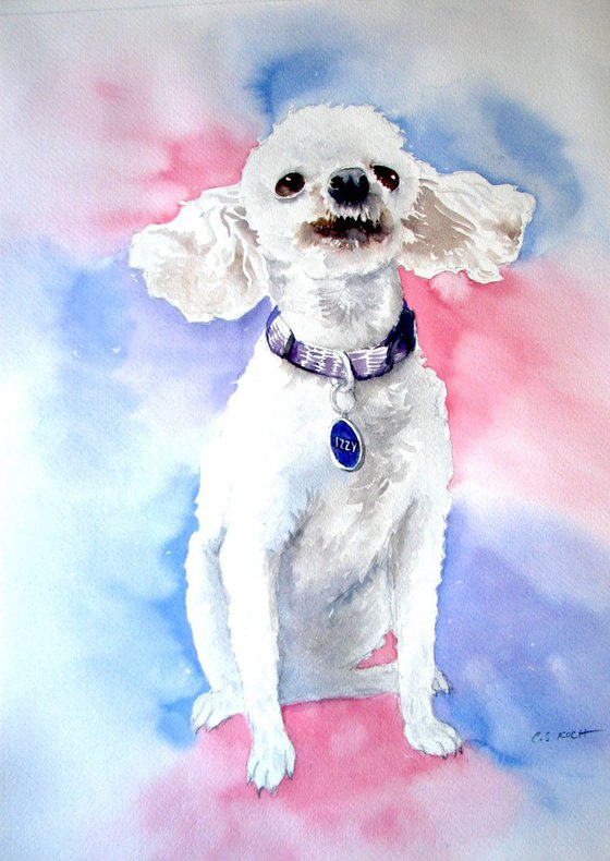 Dog portrait of a Poodle